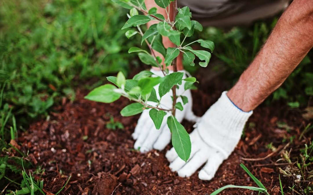17 Tree Planting Tools for Your Yard or Community